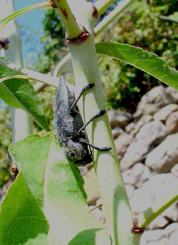 Buprestidae: Capnodis tenebrionis